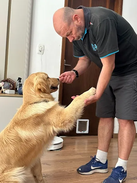 Cão Meu Amigo Adestramento