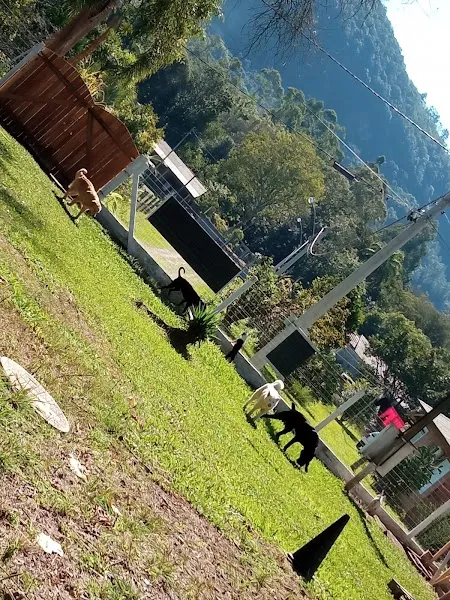 CT Froner Adestrador Canino